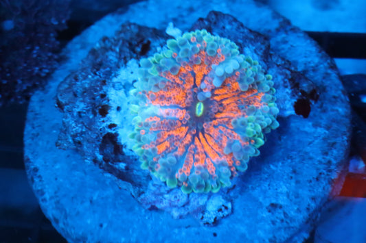 Ultra Bright Orange Yuma