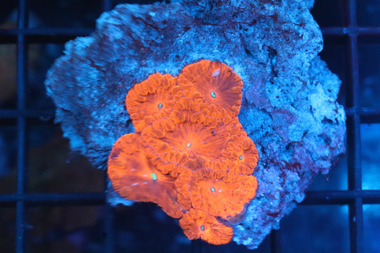 Blastomusa Mini Colony