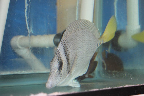 Yellowtail Surgeonfish (10", Mexico)