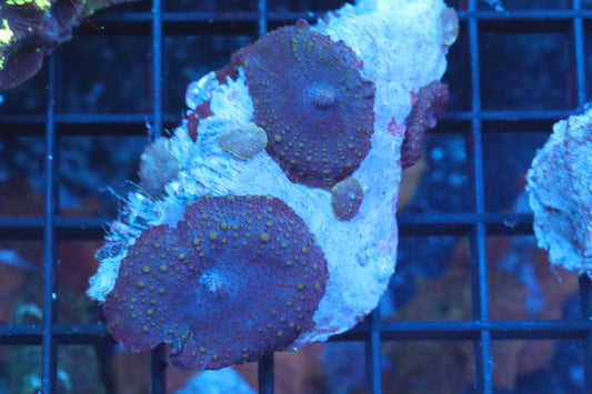 Discosoma Mushroom Colony #1