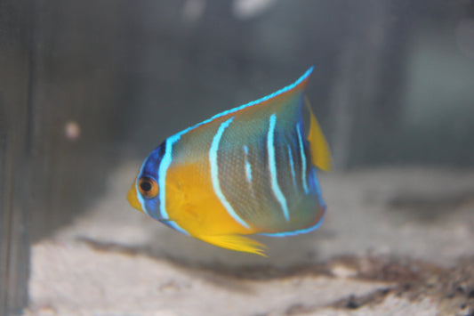 Queen Angelfish | Holacanthus ciliaris  (2”)