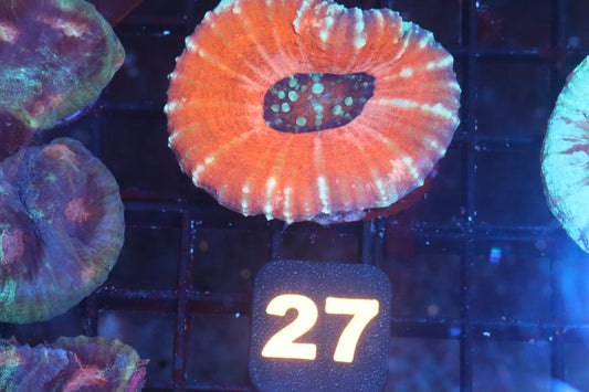 Frozen Berry 27