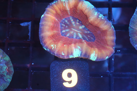 Frozen Peach 9