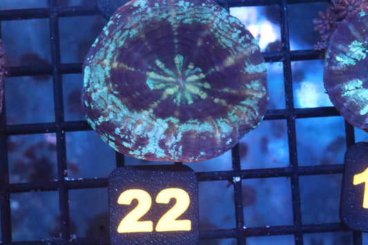 Blue Scoly 22