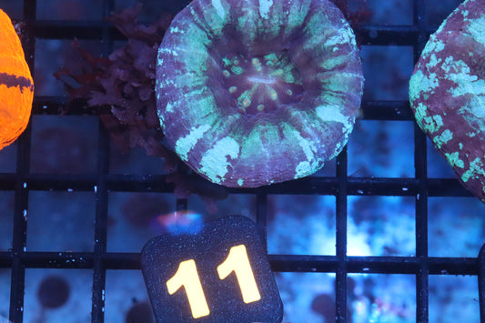 Blue Scoly 11