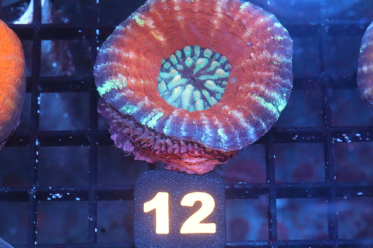 Frozen Berry 12