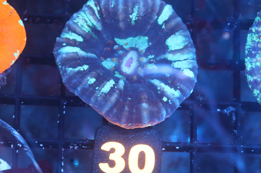 Blue Scoly 30