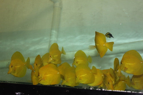 Yellow Tang- XL (6-7")