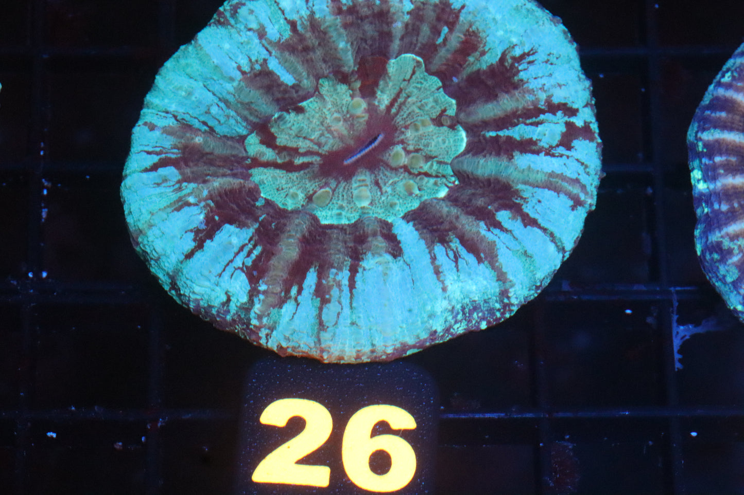 Ice Scoly 26