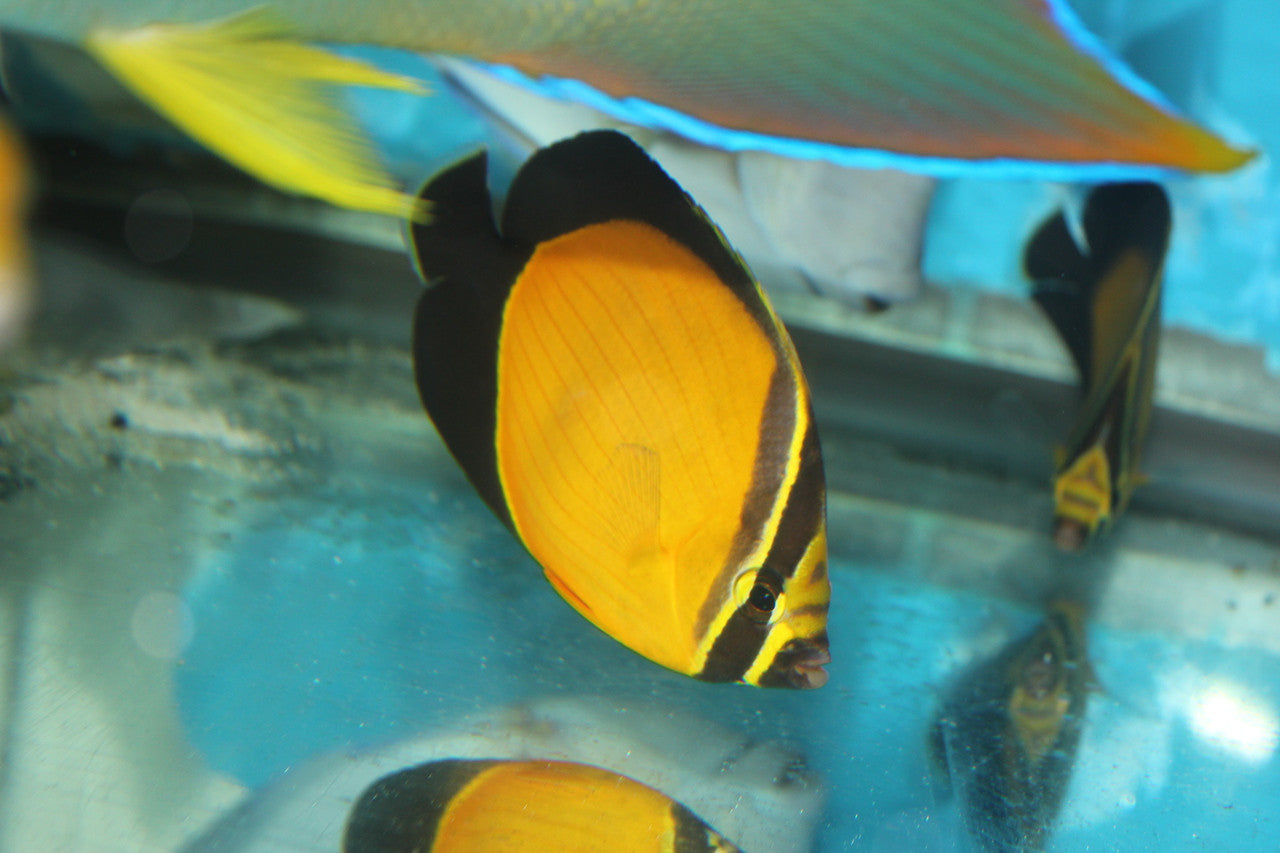 Red Sea Arabian Butterfly (Chaetodon Melapterus) 3-4”