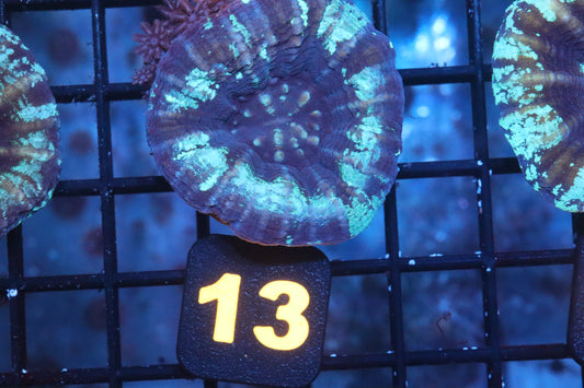Blue Scoly 13
