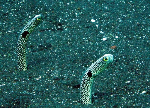 Garden Eel (Taenioconger hassi)