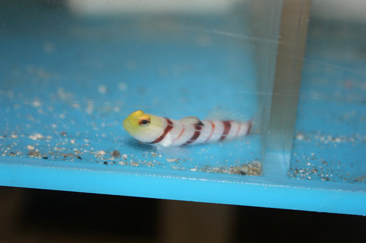 Dracula Goby