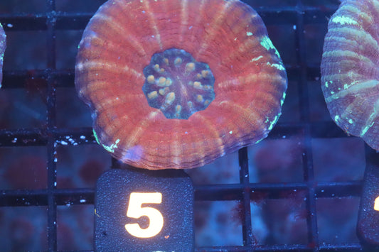 Frozen Berry 5