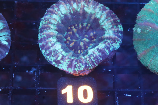 Blue Scoly 10