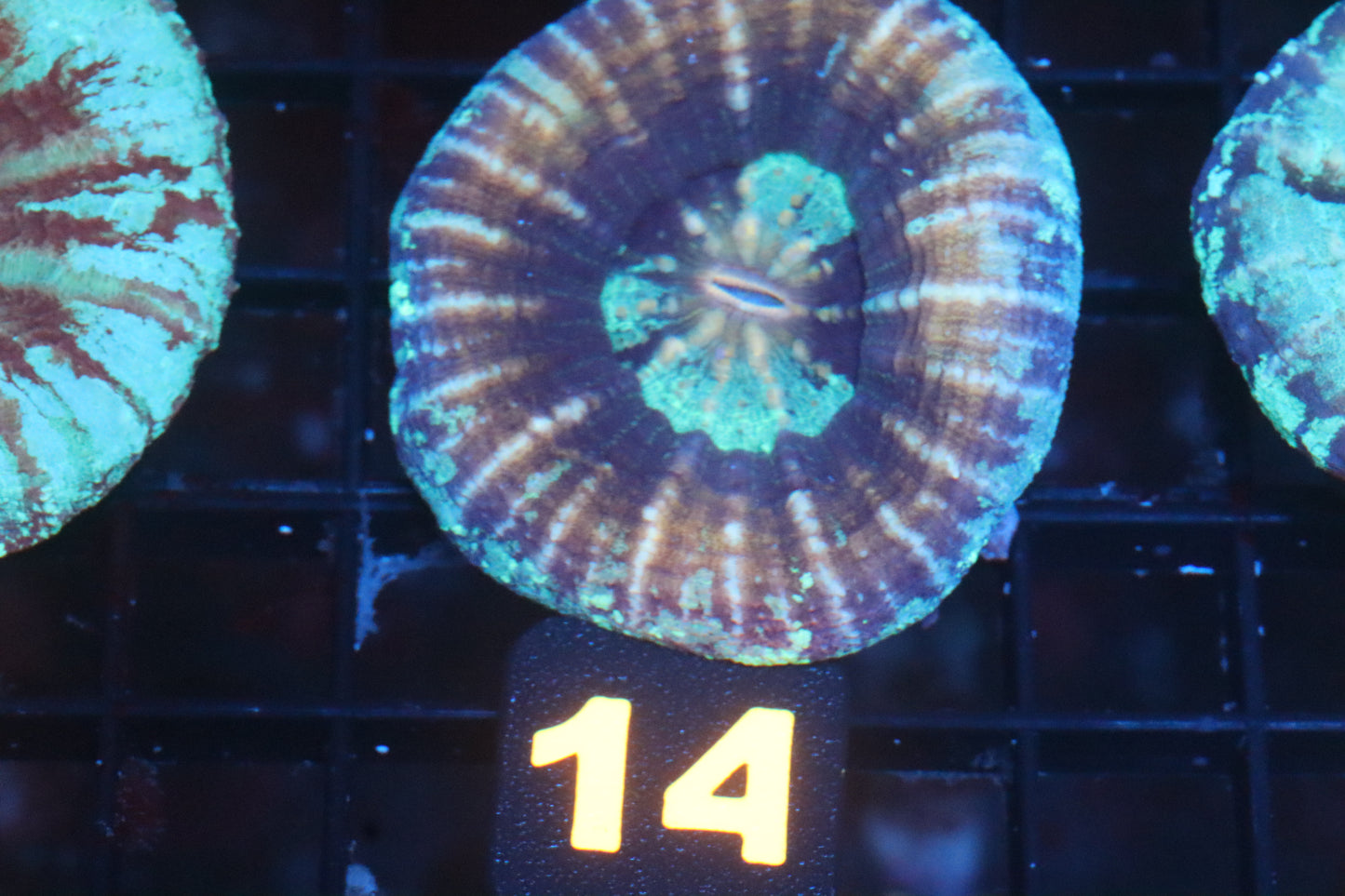 Frozen Peach 14