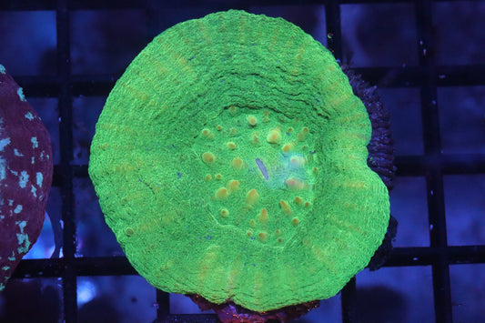 Green Scolymia