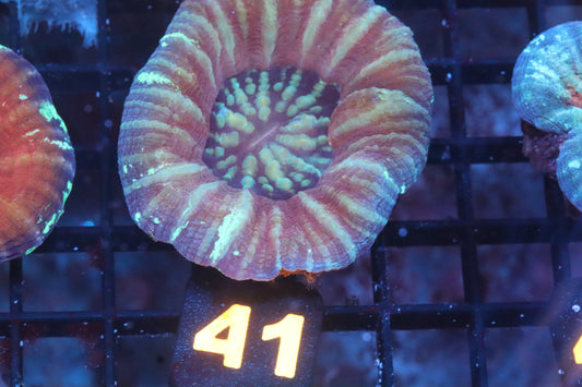 Frozen Berry 41