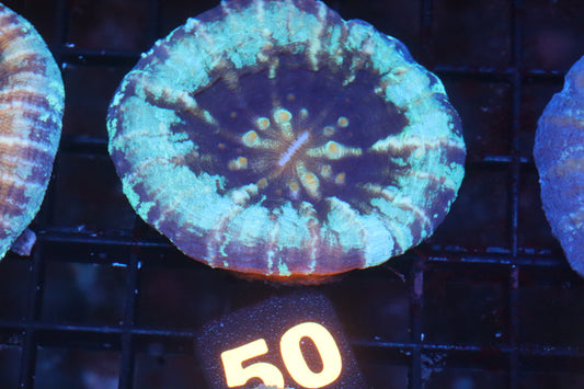 Frozen Scolymia 50