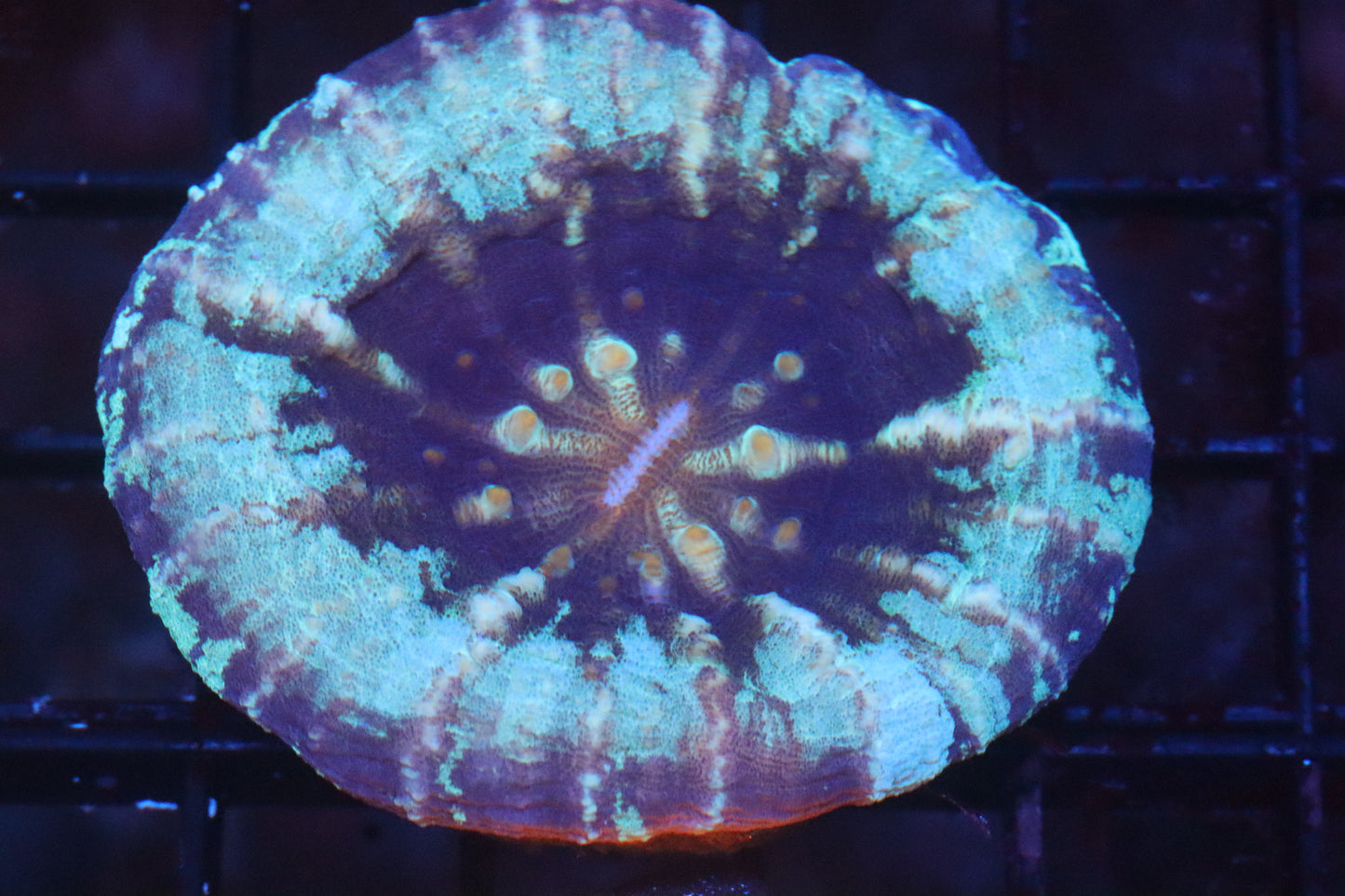 Frozen Scolymia