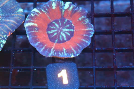 Frozen Berry 1