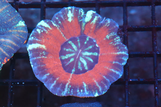 Frozen Berry