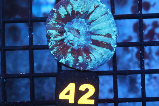 Ice Scoly 42
