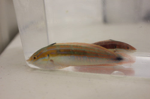 Spot Tail Coris Wrasse (5-6") | coris caudimacula