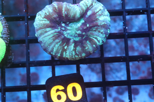 Frozen Scolymia 60