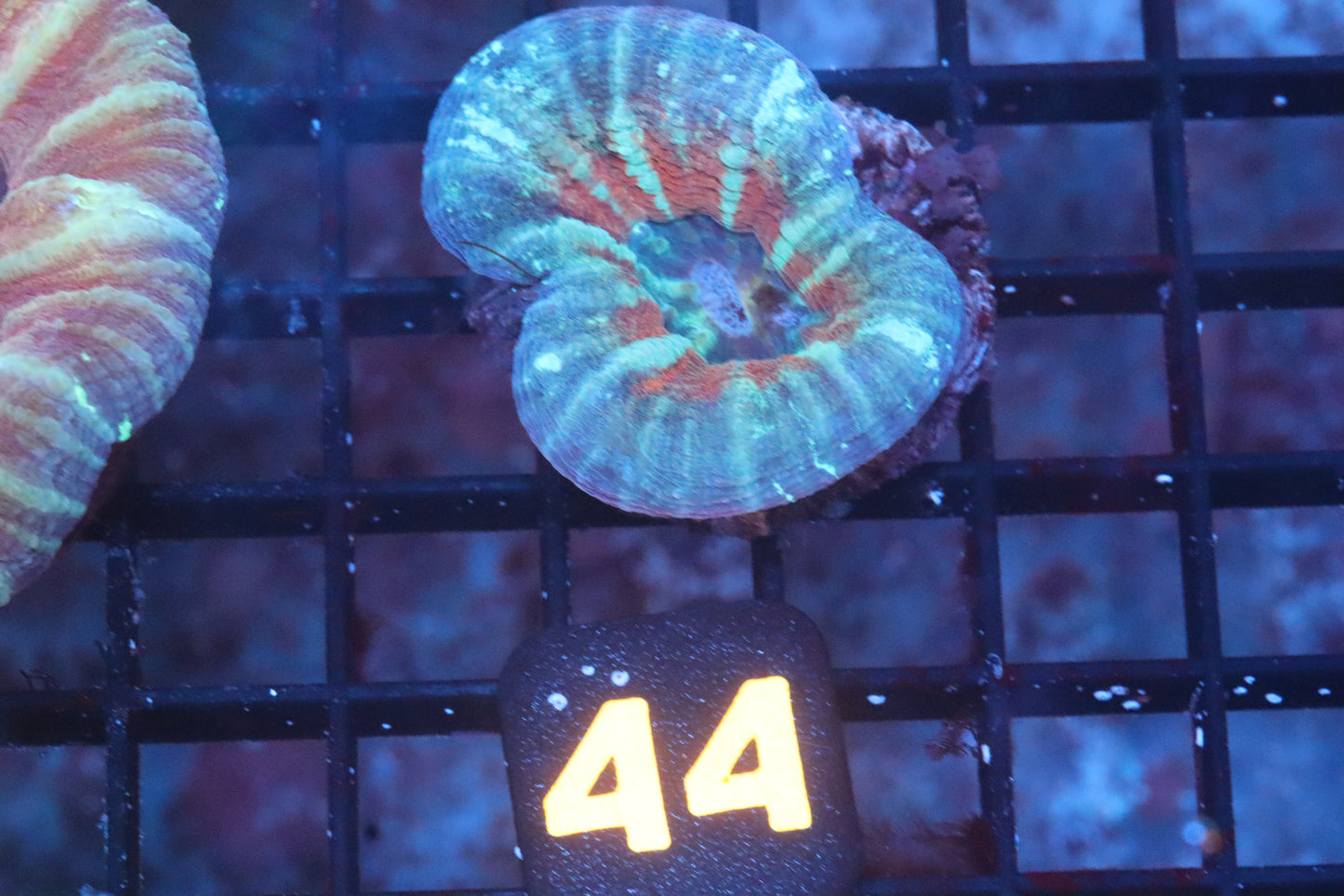 Strawberry Fields Scolymia 44