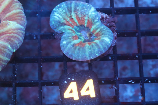 Strawberry Fields Scolymia 44