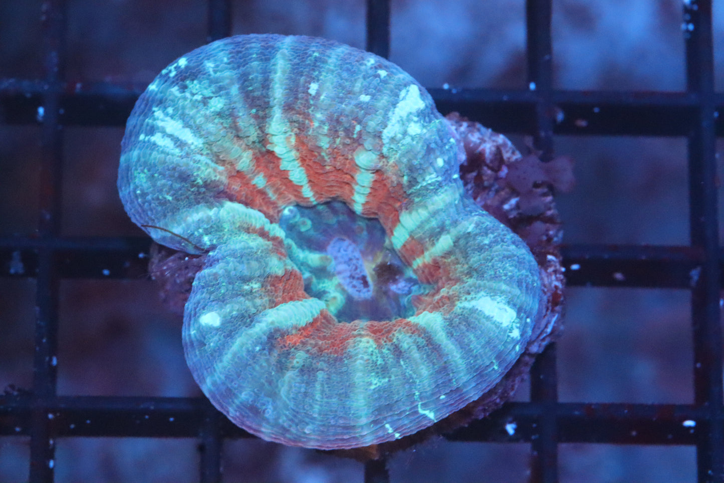 Strawberry Fields Scolymia 44