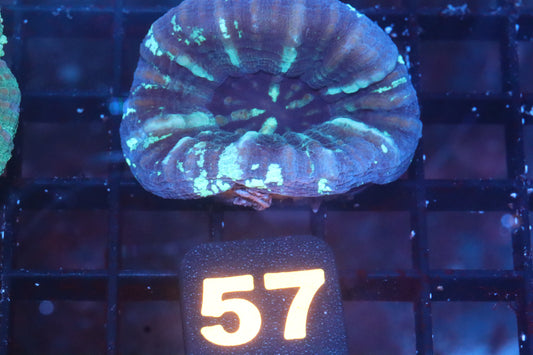 Blue Scoly 57