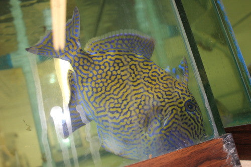 Blue Line (Fuscus) Triggerfish-Kenya (12")
