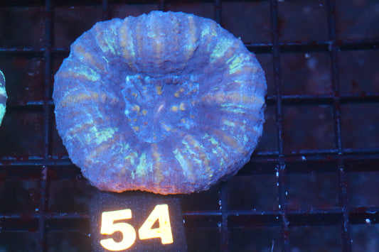 Blue Scoly 54