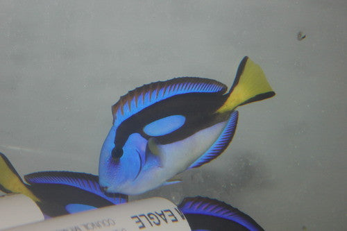 Blue Hippo Tang-Yellow Belly (4-5")