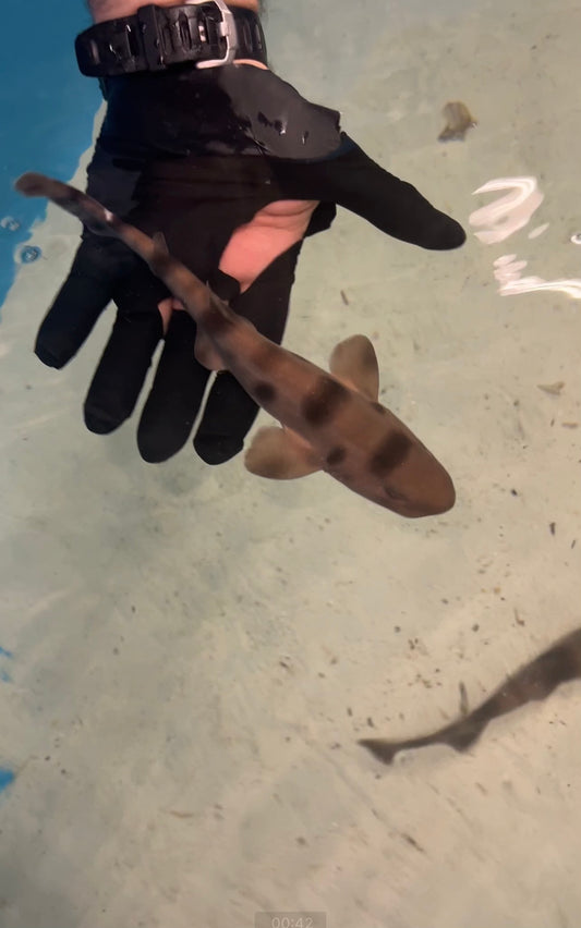 Sarawak pygmy swell shark | Cephaloscyllium sarawakensis (12")