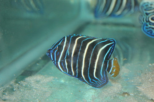 Chrysurus Angel | Pomacanthus Chrysurus (2-3")