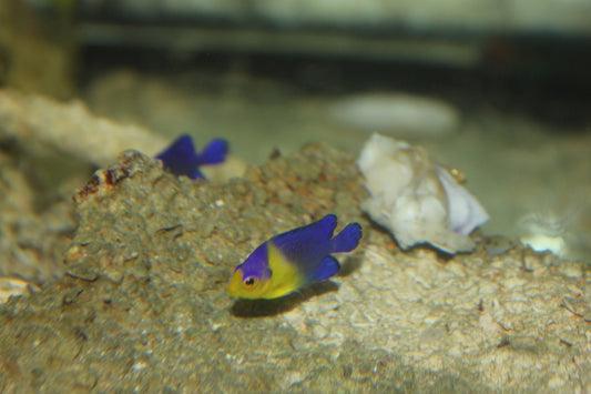 Venustus Angel-1" CB