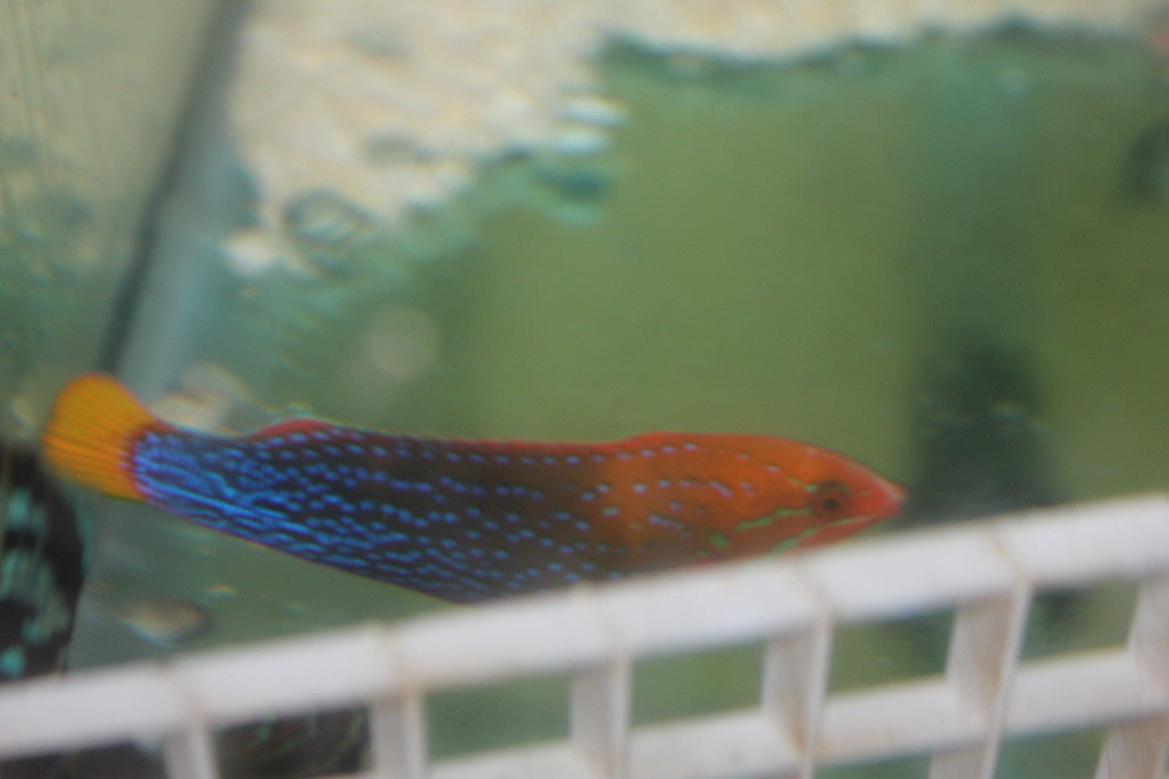 Yellowtail Coris Wrasse-Adult 5-6"