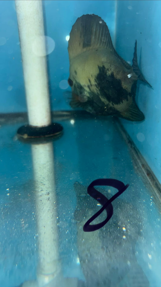 Blue Face Koi Scopas Tang wysiwyg #8 (5”)