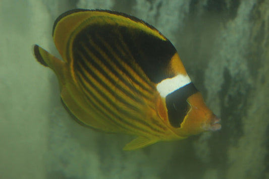 Red Sea Raccoon Butterflyfish (Chaetodon fasciatus)-4"