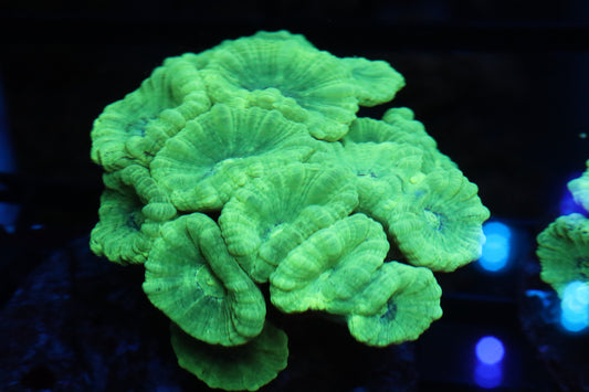 Neon Candy Cane Colony