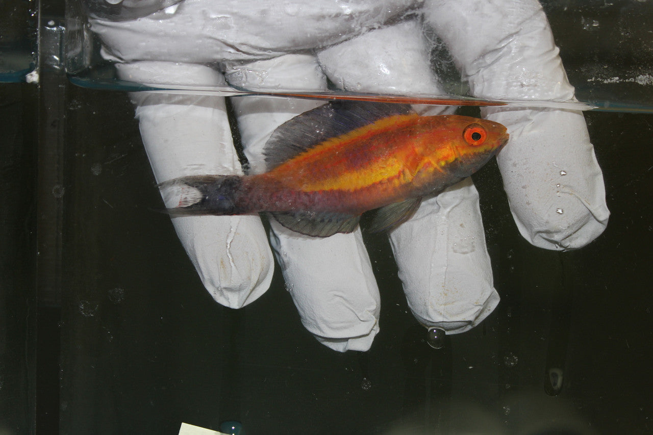 Crescent Tail (Lunate) Fairy Wrasse | cirrhilabrus Lunatus