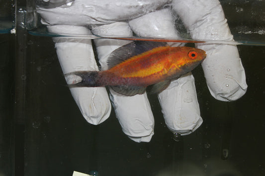 Crescent Tail (Lunate) Fairy Wrasse | cirrhilabrus Lunatus