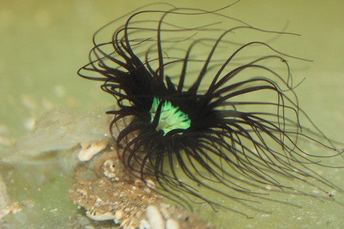 Purple Tube Anemone