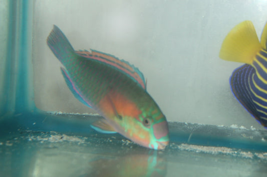 Green Parrotfish Male (6-7")