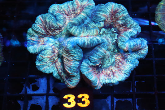Rainbow Trachy #33