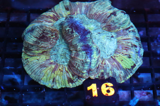 Electric Stripe Trachy #16