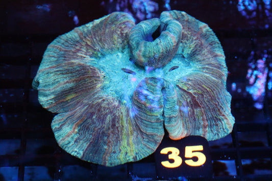 Electric Stripe Trachy #35